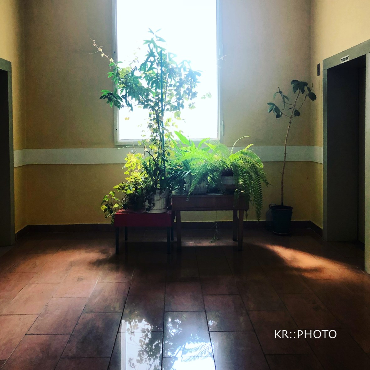 Archive Greenery_watermark